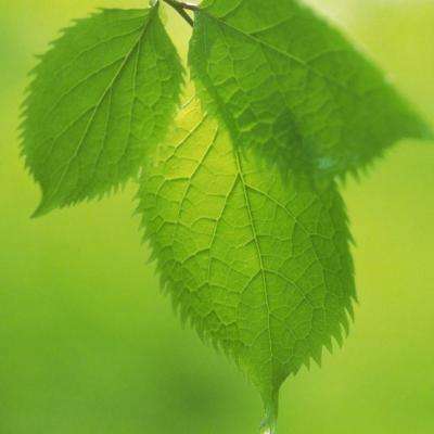 欢迎使用乐鱼App